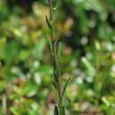 Image of coastal plain palafox