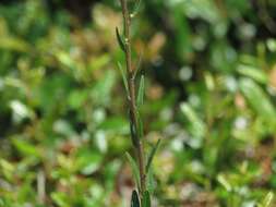 Image of coastal plain palafox