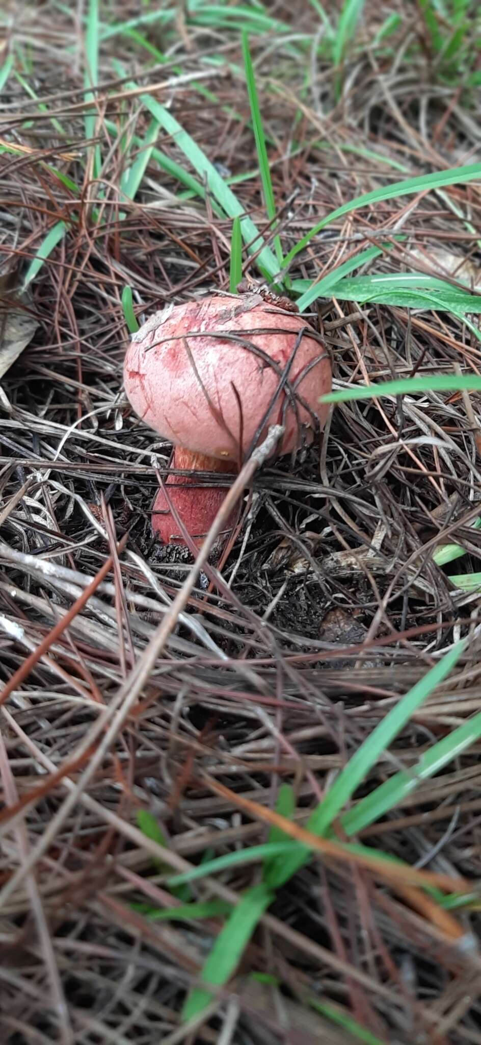 Image of Butyriboletus floridanus (Singer) G. Wu, Kuan Zhao & Zhu L. Yang 2016