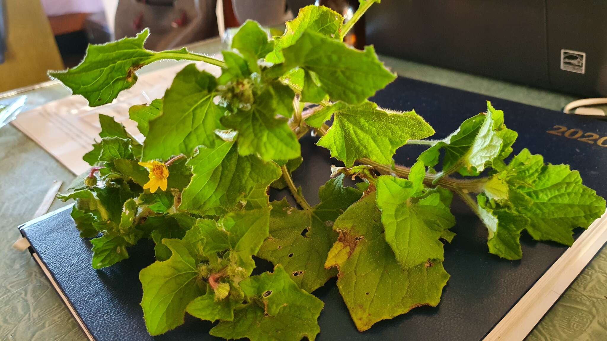 Image de Arctotis perfoliata (Less.) Beauv.