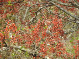 Erythrina falcata Benth. resmi