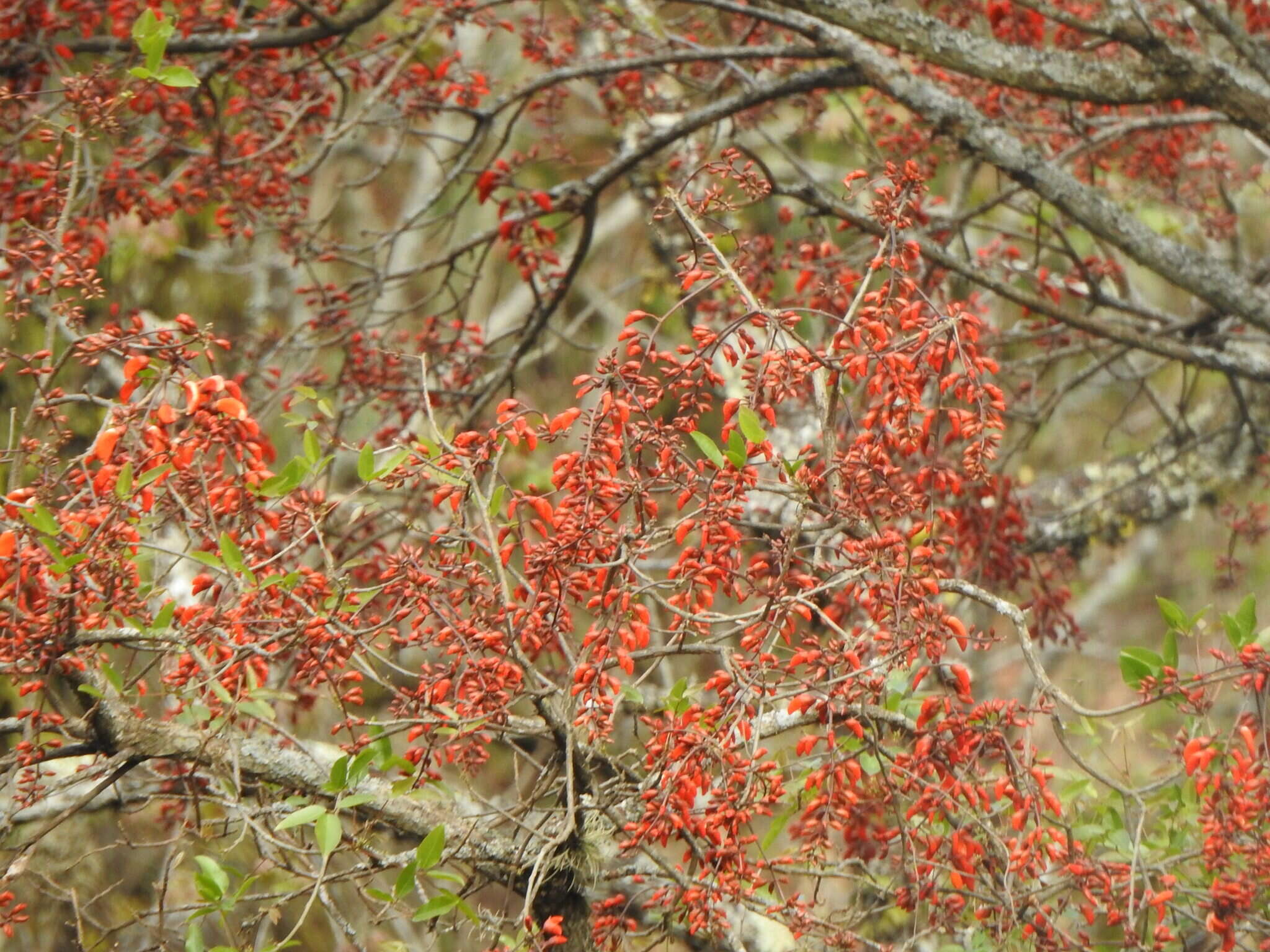 Erythrina falcata Benth. resmi