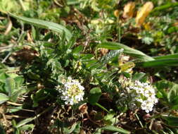 Image of Smith's Pepperwort