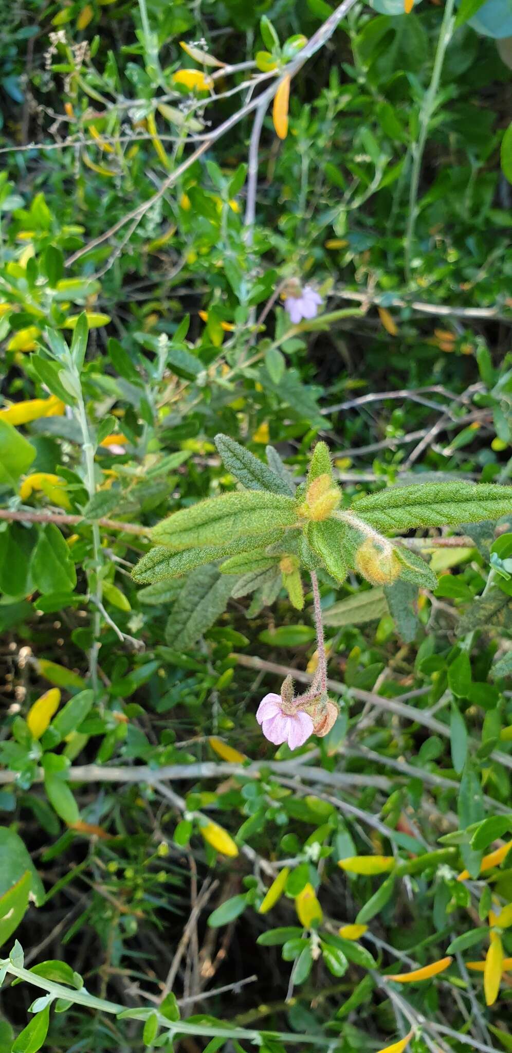 صورة Thomasia petalocalyx F. Müll.