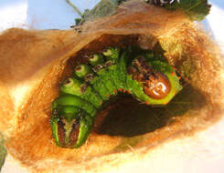 Image of Indian Luna Moth