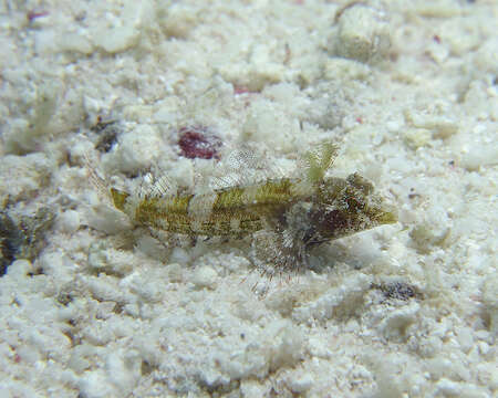 Image of High Hat Triplefin