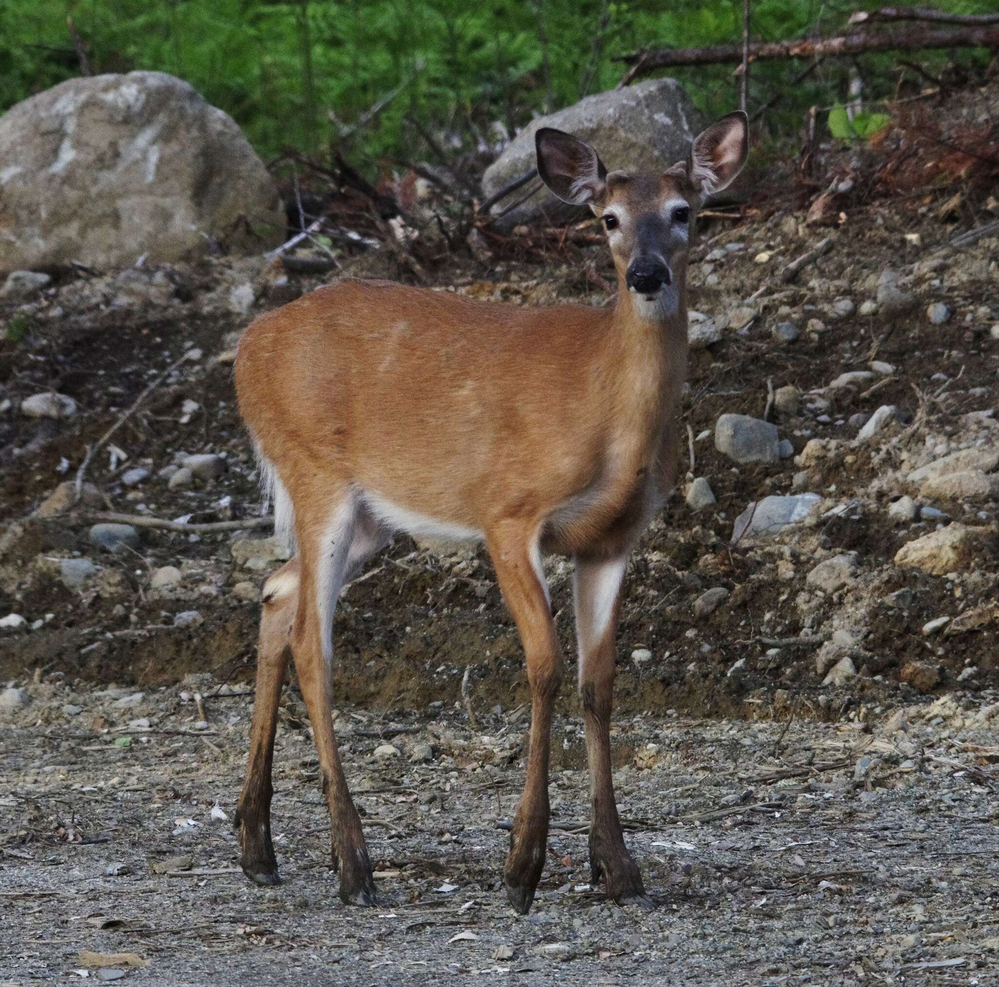 Image of Odocoileus virginianus borealis Miller 1900