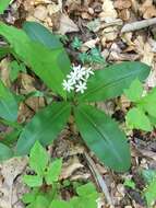 Image of thymeleaf bluet