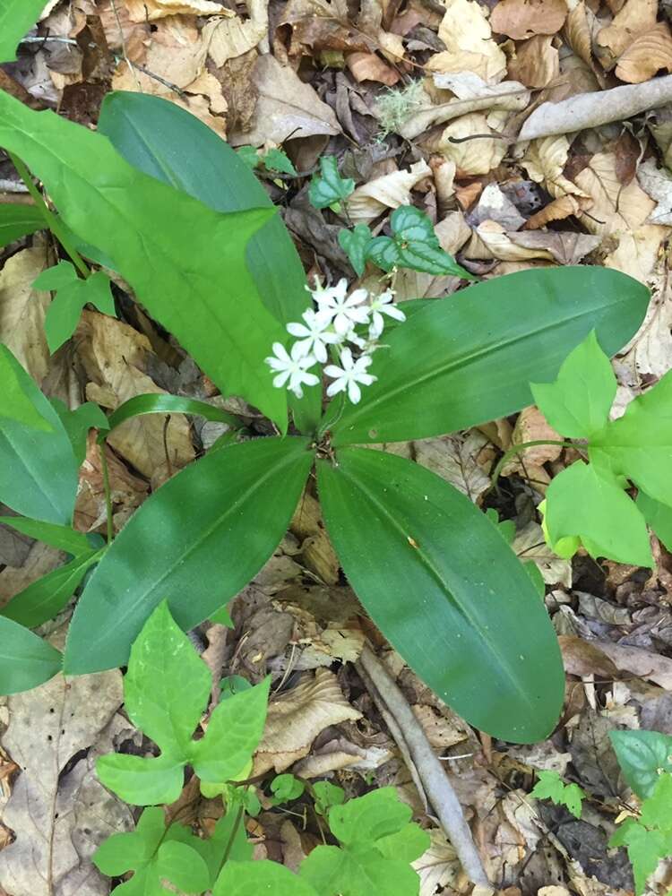 Image of thymeleaf bluet