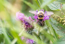 Image of Bombus sporadicus Nylander 1848