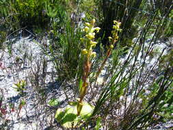 Image de Satyrium odorum Sond.