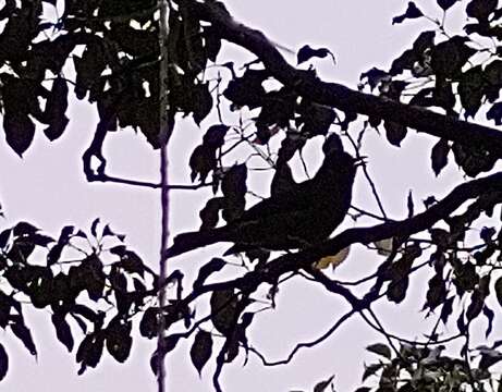 Image of Mauritius Black Bulbul