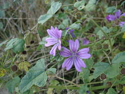 Image of high mallow