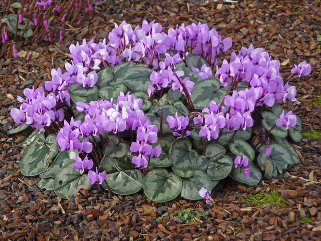 Image of Cyclamen coum Miller