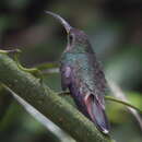 Image of Rufous-breasted Hermit