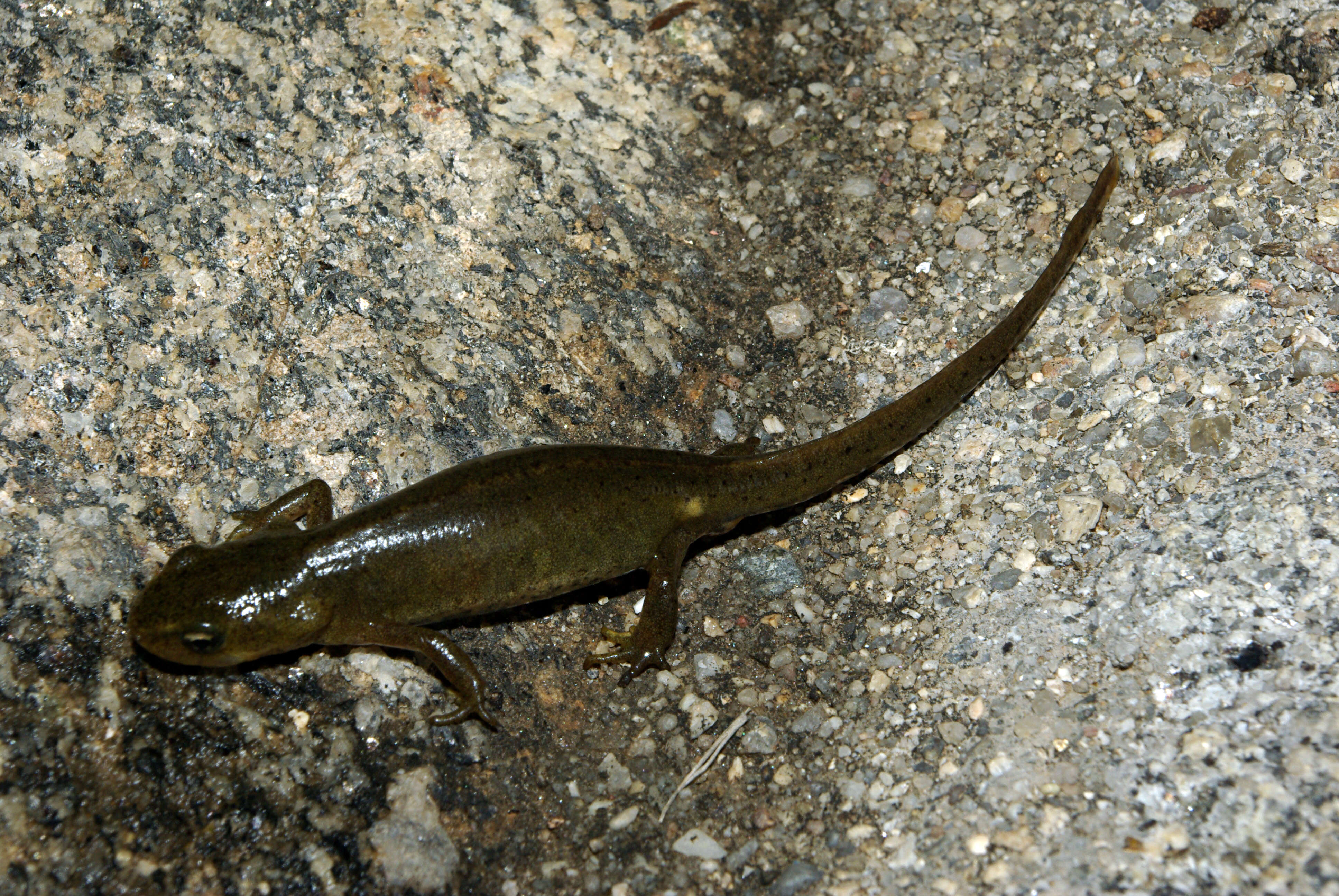 Image of Bosca's Newt