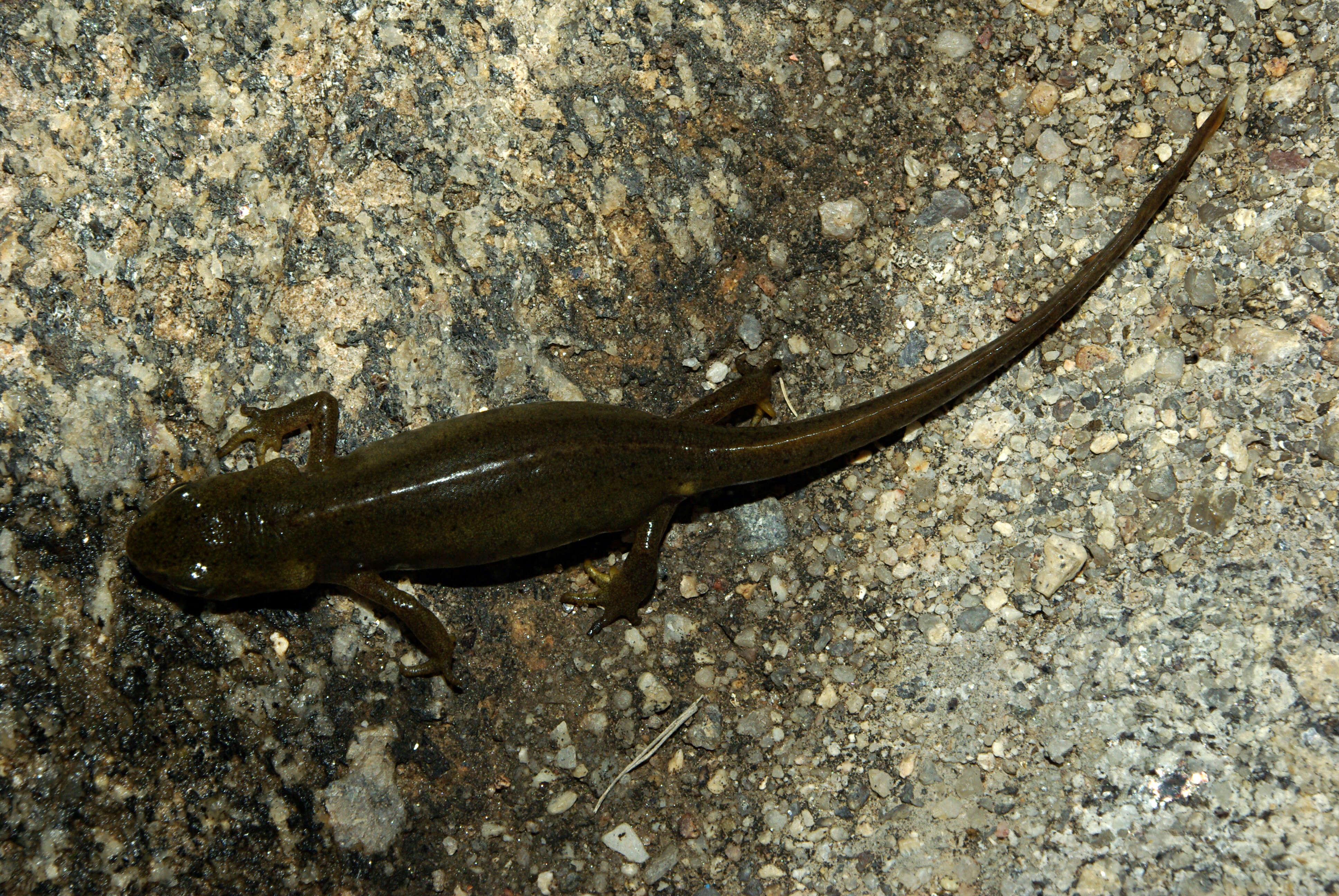 Image of Bosca's Newt