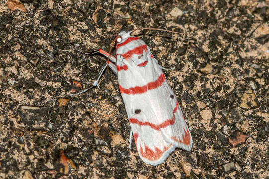 Image of Cyana perornata (Walker 1854)