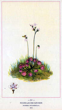 Image of Common Sundew