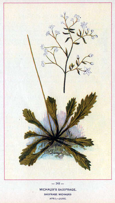 Image of Michaux's Pseudosaxifrage