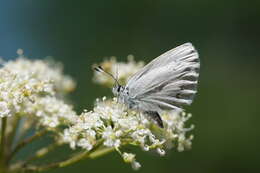 صورة <i>Plebejus anna ricei</i> Cross 1937