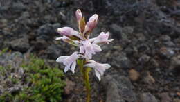 Image de Satyrium amoenum (Thouars) A. Rich.