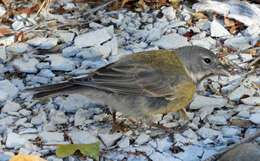 Image of Gray-hooded Sierra-Finch