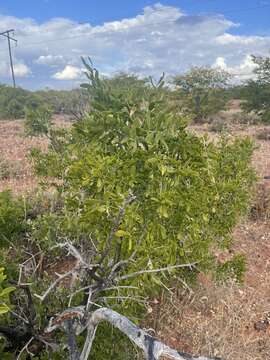 Image of Narrow-leaved mustard tree