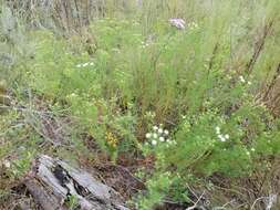 Dalea pinnata var. pinnata resmi