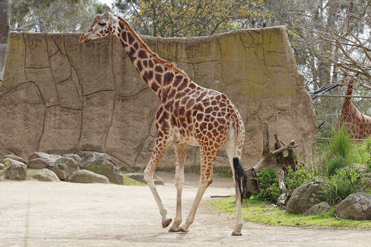 Image of Giraffe