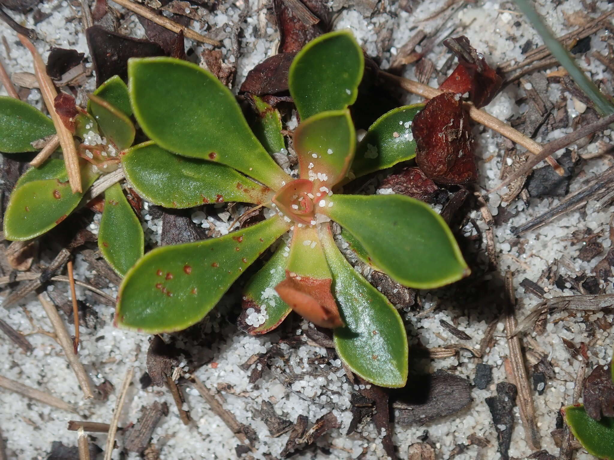 Image de Stylidium ornatum S. T. Blake