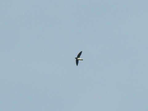 Image of Sabine's Spinetail