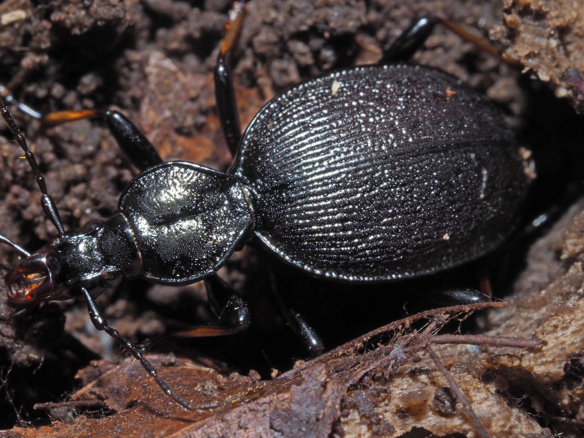 Image of Cychrus attenuatus (Fabricius 1792)