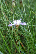 Image of Centaurea dracunculifolia Duf.