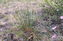 Image de Juncus trifidus L.