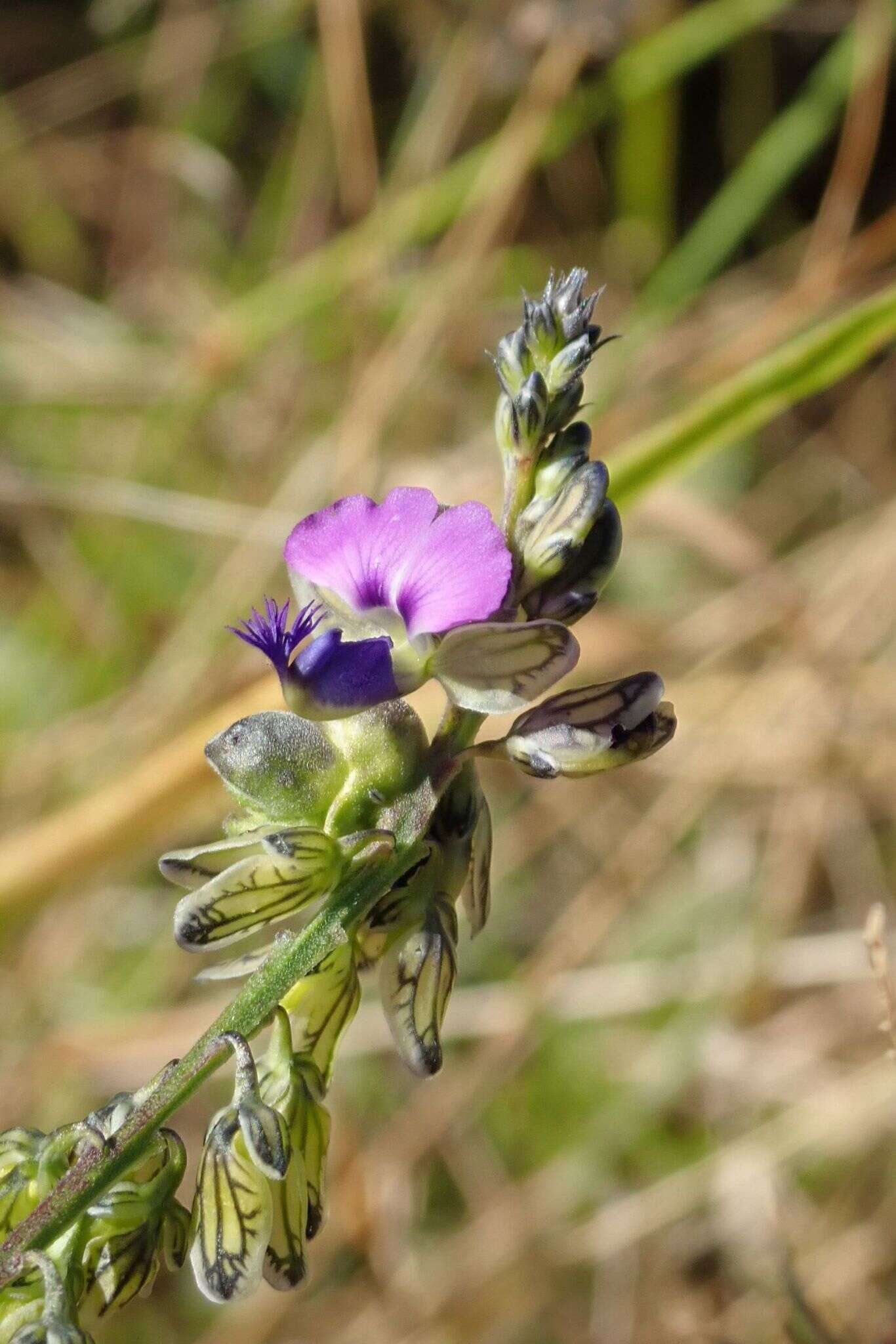 Polygala uncinata E. Mey. ex Meisn.的圖片