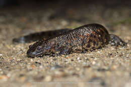 Image of Sharp-ribbed Salamander