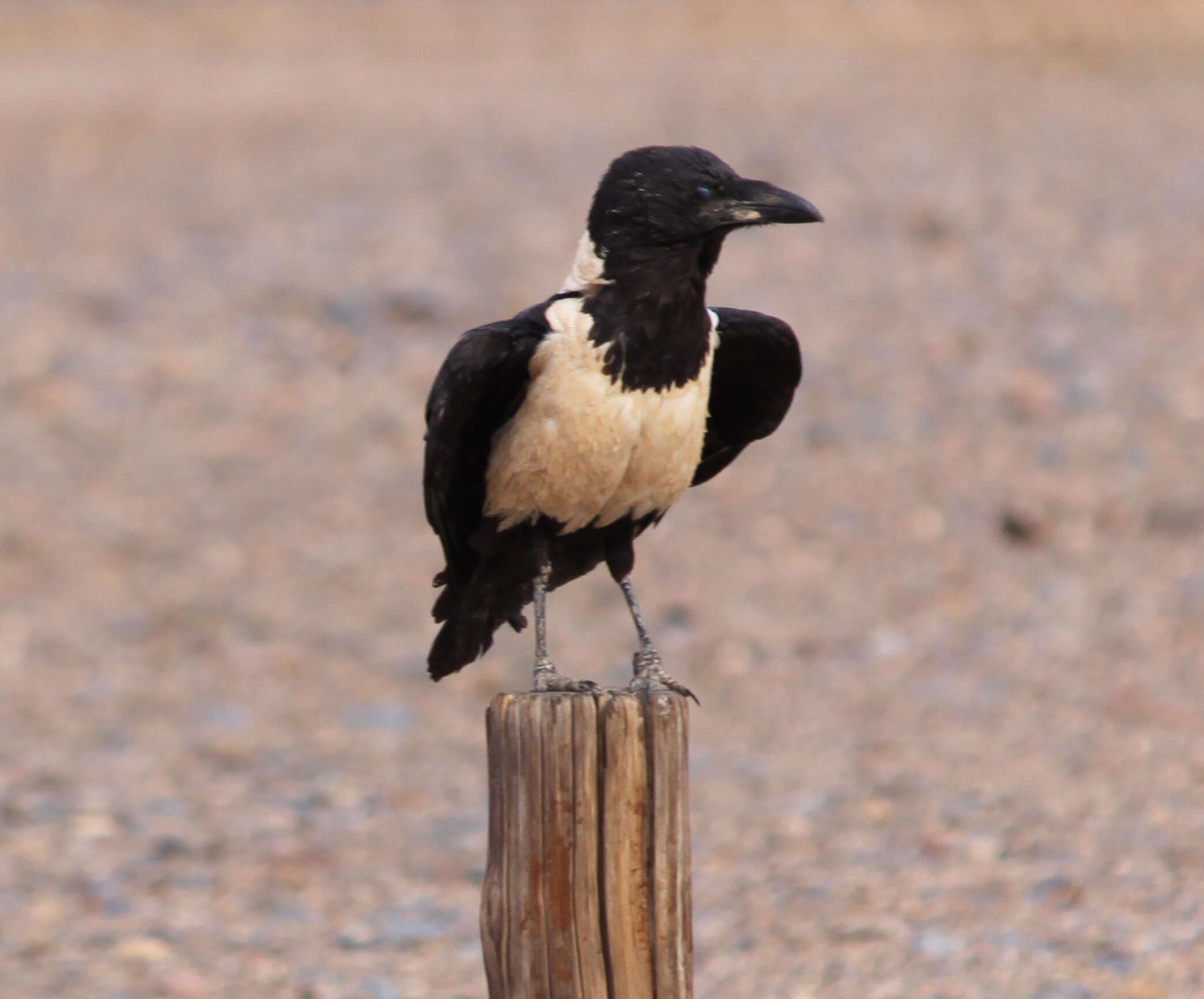 Image of Pied Crow