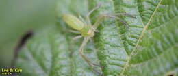 Image of Oxytate striatipes L. Koch 1878