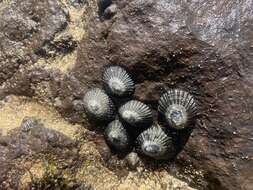 Image of black limpet