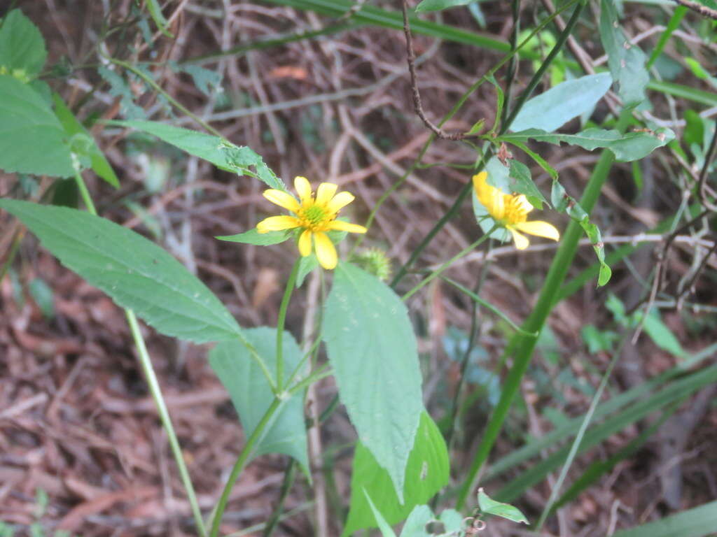 Image of Melanthera latifolia (Gardn.) Cabrera