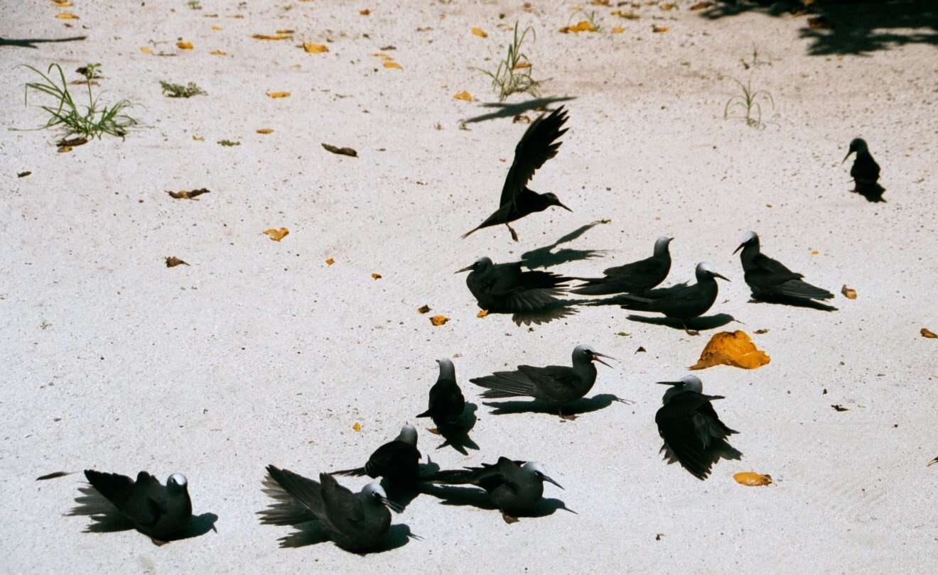 Image of Black Noddy