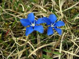 Plancia ëd Gentiana verna L.