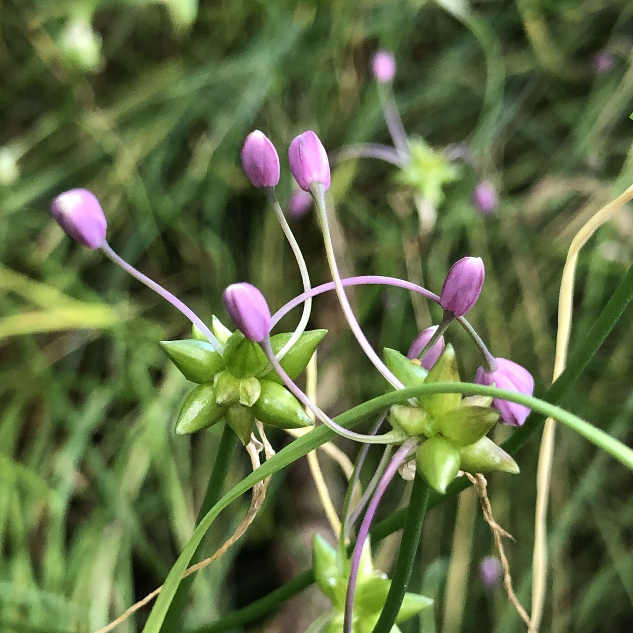 Image of Allium carinatum L.