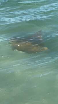 Image of Cownose rays and Flapnose rays