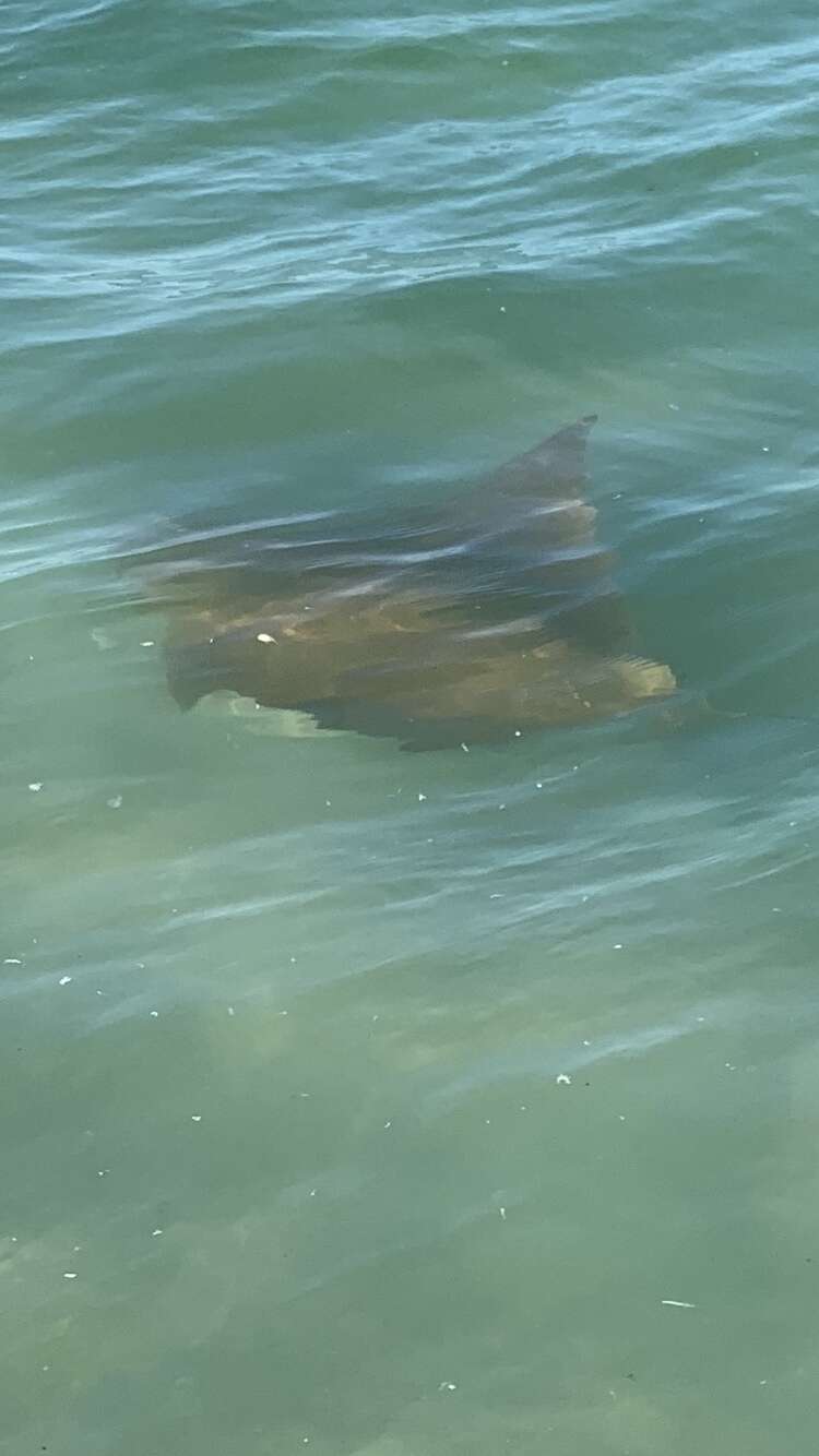 Image of Cownose rays and Flapnose rays