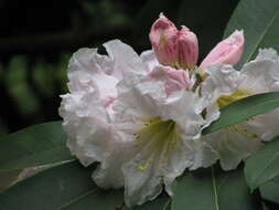 Imagem de Rhododendron fortunei T. Moore ex Lindl.