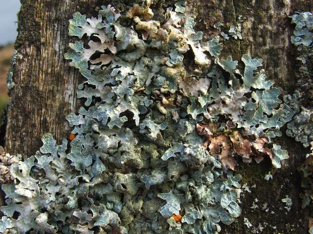 Image of Hammered shield lichen