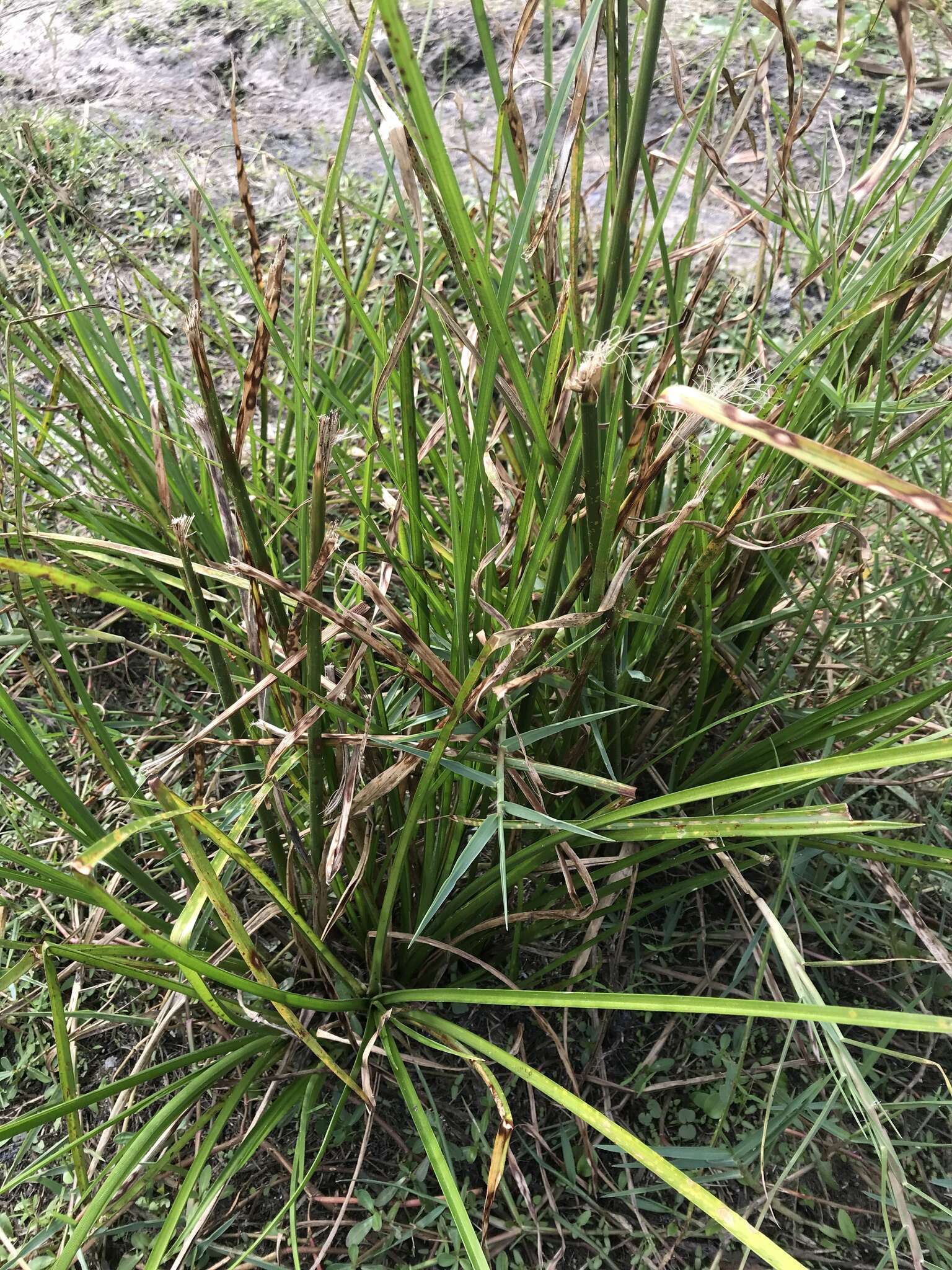 Imagem de Cyperus distinctus Steud.