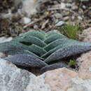 Image of Tradescantia sillamontana Matuda